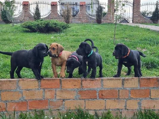 Νοτιοαφρικανικό Mastiff - Boerboel