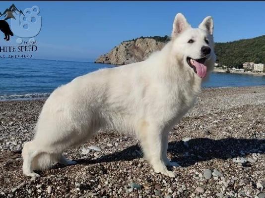 Λευκά ελβετικά κουτάβια ποιμένων