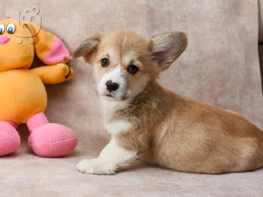 Welsh Corgi (Pembroke)