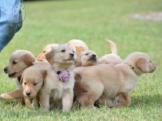 PoulaTo: Πωλούνται όμορφα κουτάβια Golden Retriever