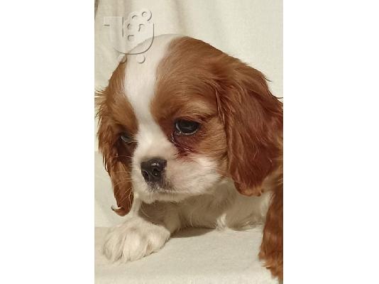 Cavalier King Charles Spaniel