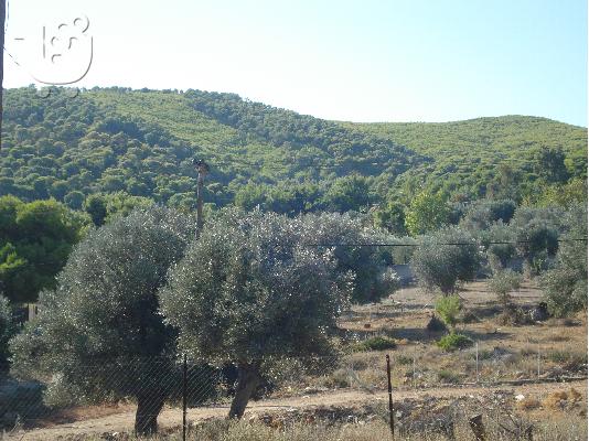 ΟΙΚΟΠΕΔΟ NEA ΜΑΚΡΗ ΑΓΙΑ ΜΑΡΙΝΑ