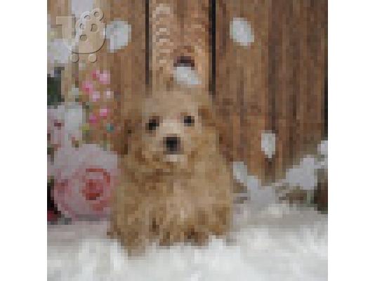 PoulaTo: Κουτάβι Malti Poo προς πώληση