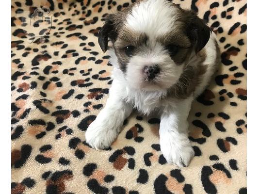 PoulaTo: Shorkie Puppies