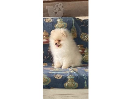 Κουτάβι Pomeranian