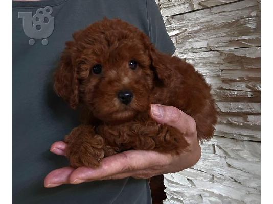 Κόκκινα Toy Poodle