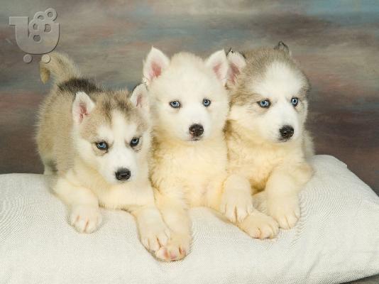 Siberian Husky Puppies