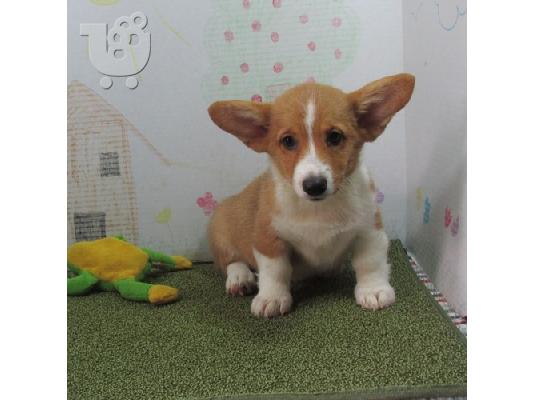 PoulaTo: Pembroke Welsh Corgi