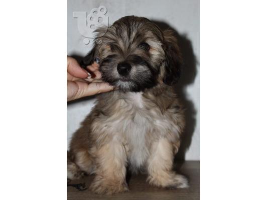 Κουτάβι Havanese bichon
