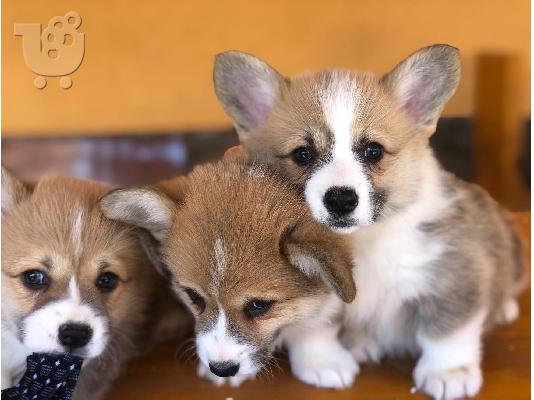 Welsh Corgi κουτάβια