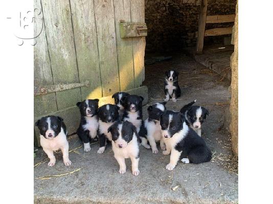 PoulaTo: Διατίθενται πανέμορφα κουτάβια Border Collie