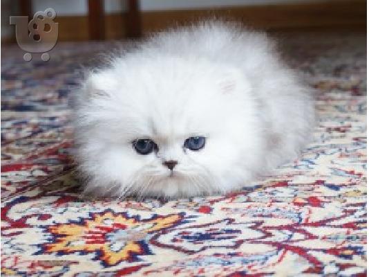 PoulaTo: Καθαροαιμο γατακια περσιας chinchilla
