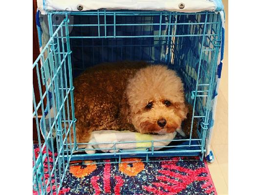 Παιχνίδια αρσενικά και θηλυκά κουτάβια Poodle προς πώληση....