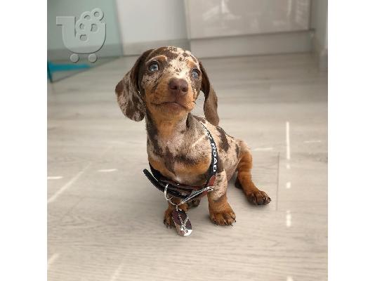 Dachshund Puppies