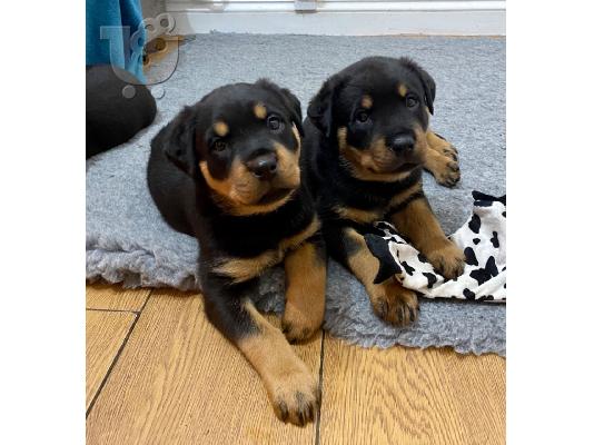 Κουτάβια Rottweiler, έτοιμα να φύγουν τώρα, μόνο 2 αγόρια...