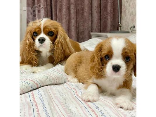 PoulaTo: Φοβερός Cavalier King Charles