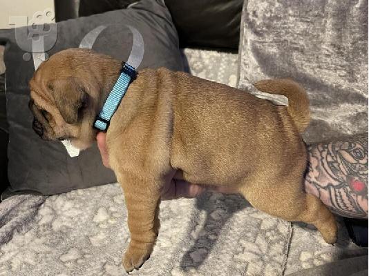 PoulaTo: English Bulldogs Available