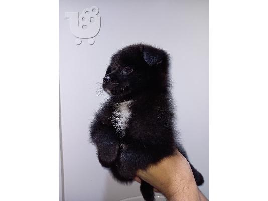 -F1b pomskies προς πώληση