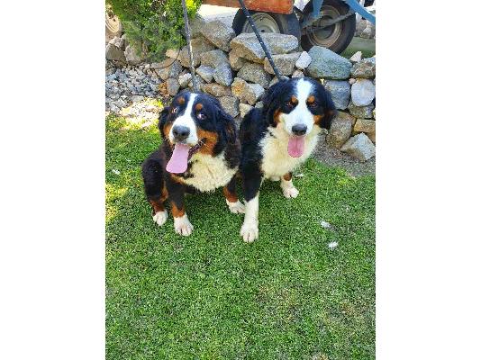Ορεινός σκύλος Bernese