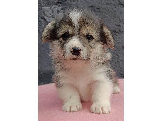 Pembroke Welsh Corgi κουτάβια