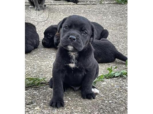 PoulaTo: Κουτάβια Cane Corso