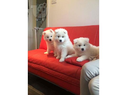 PoulaTo: Γεια σας, πουλάμε πανέμορφο κοριτσάκι samoyed. Όλοι οι