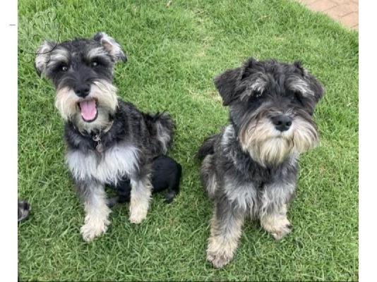 PoulaTo: Κουτάβια Schnauzer