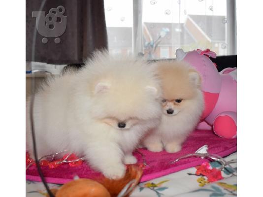 PoulaTo: Κουτάβια Pomeranian έτοιμα τώρα
