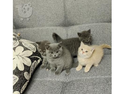 PoulaTo: British Shorthair Kittens έτοιμα προς πώληση