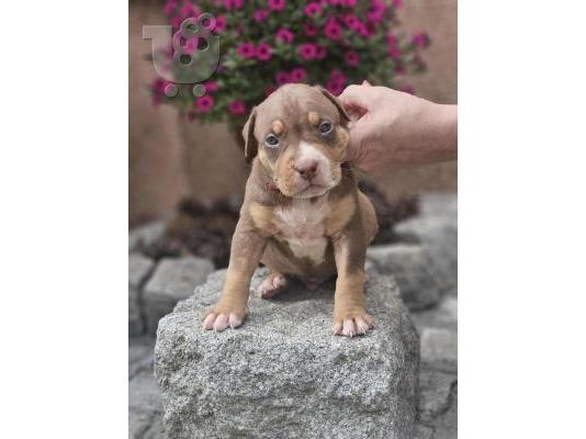 Κουτάβια American Bully XL προς πώληση