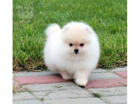 PoulaTo: Δύο φοβερά κουτάβια Pomeranian για Rehoming