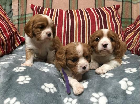 PoulaTo: Κουτάβια Cavalier King Charles