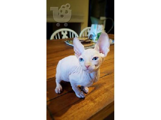 PoulaTo: Home Raised Sphynx Kittens.