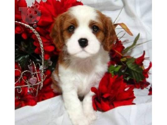 Πωλούνται κουτάβια Cavalier King Charles.