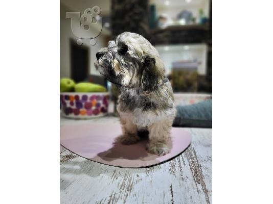 Havanese Bichon