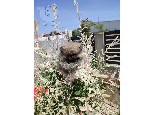 Pomeranian Spitz