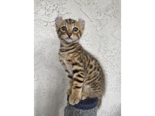 PoulaTo: Savannah Kittens