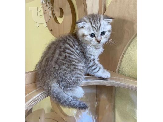 PoulaTo: Γατάκια Scottish Fold