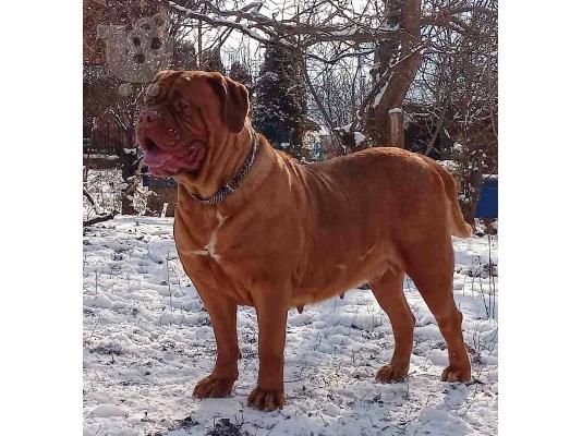 Dogue de Bordeaux