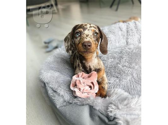 PoulaTo: DACHSHUND PUPPY