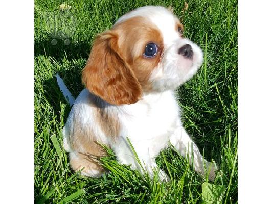 PoulaTo: Pedigree Cavalier King Charles Spaniel κουτάβια