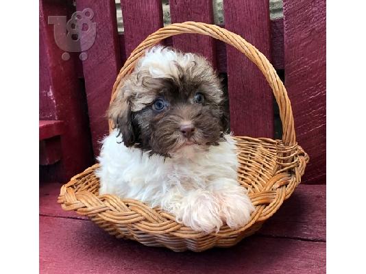 PoulaTo: Havanese Puppies