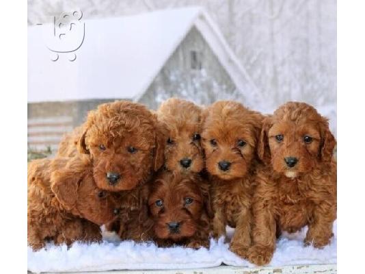 PoulaTo: Πωλείται Labradoodle