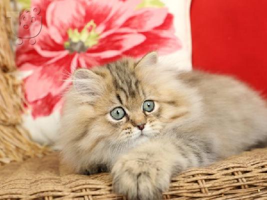 persian Kittens for sale male and females