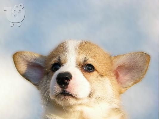 Ουαλικό Corgi Pembroke κουτάβια