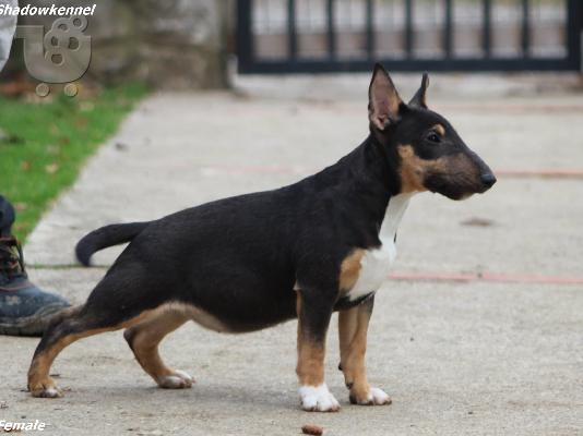 Ημι-Μίνι Bull Terrier κουτάβια