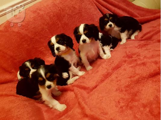 PoulaTo: Έχω προς πώληση κουτάβια Cavalier King Charles Spaniel.