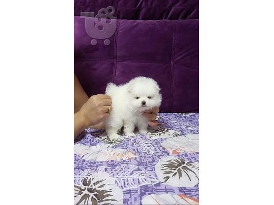 Καταπληκτικά κουτάβια Pomeranian!