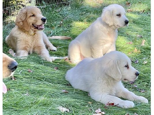 Πωλούνται κουτάβια Golden Retriever