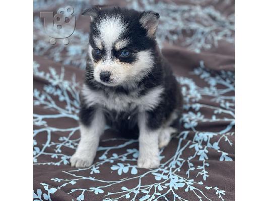 Λατρευτά κουτάβια Pomsky προς πώληση.